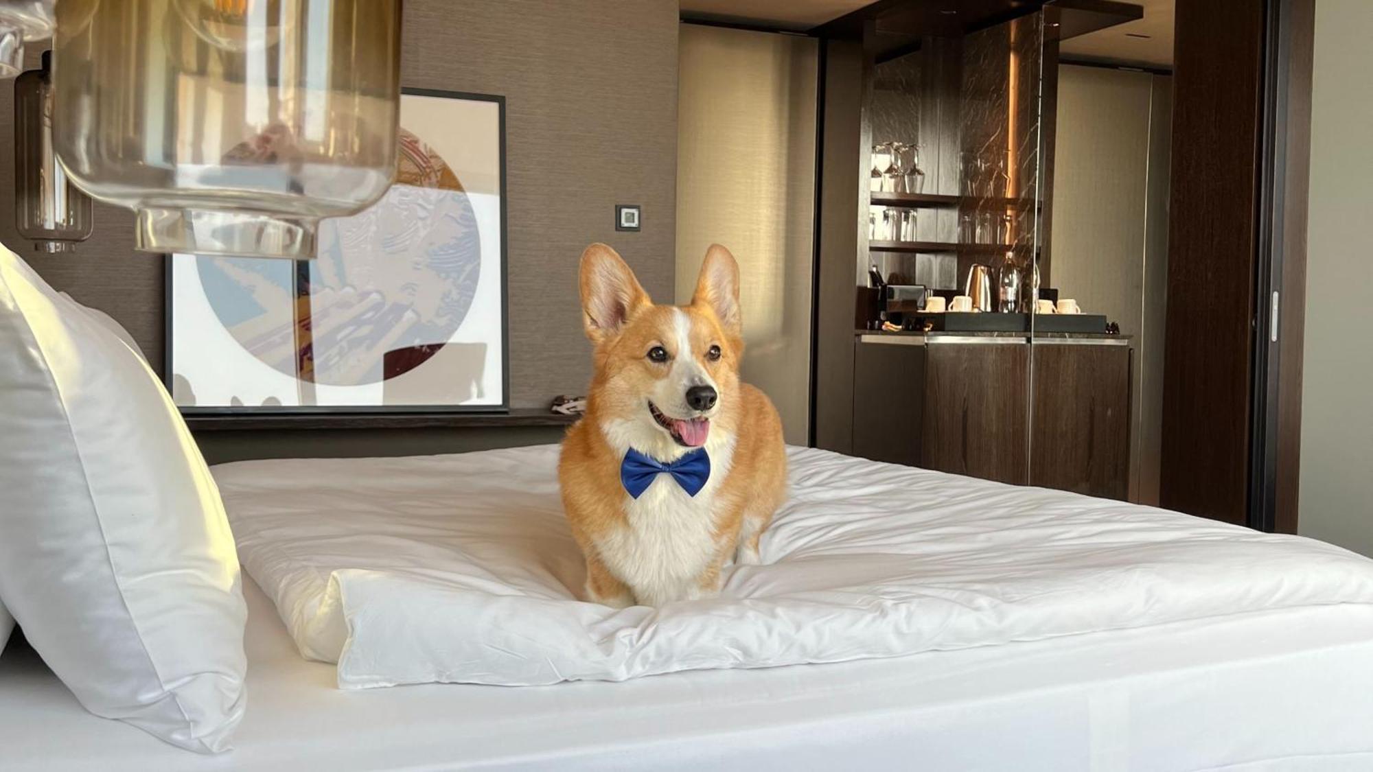 Intercontinental - Ljubljana By Ihg Hotel Luaran gambar A dog at the Mandarin Oriental, Hong Kong